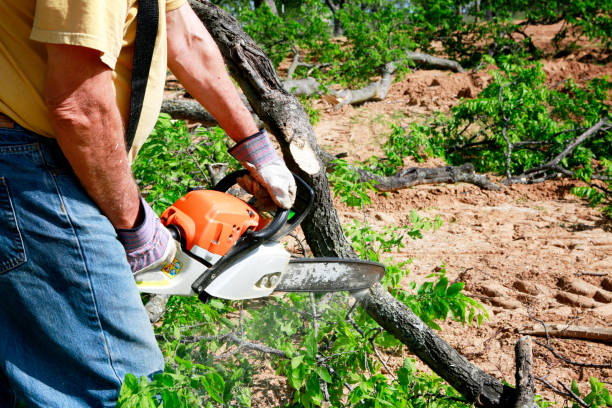 The Steps Involved in Our Tree Care Process in Blythewood, SC